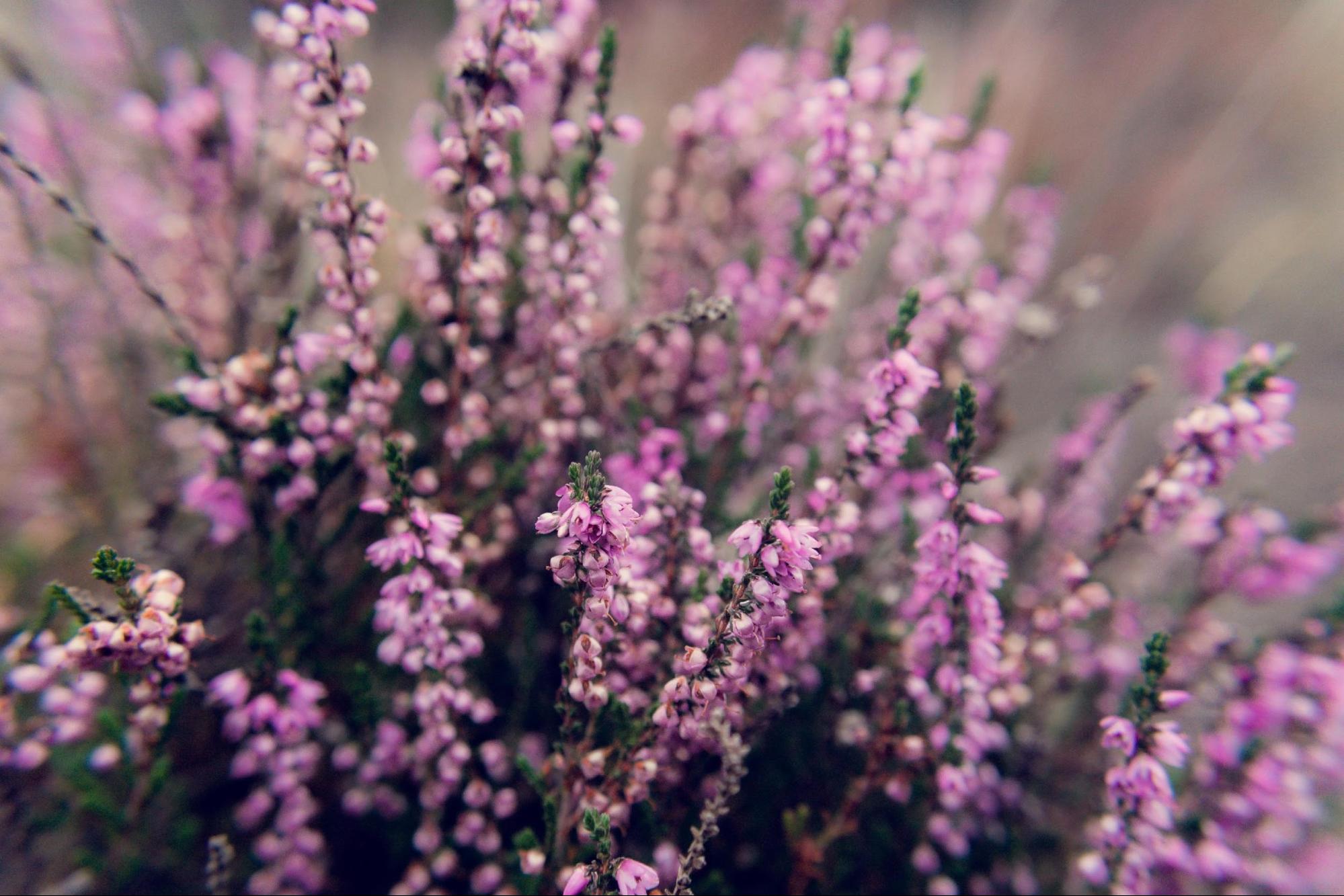 Spring has Sprung, and Brought Amethysts with it! 